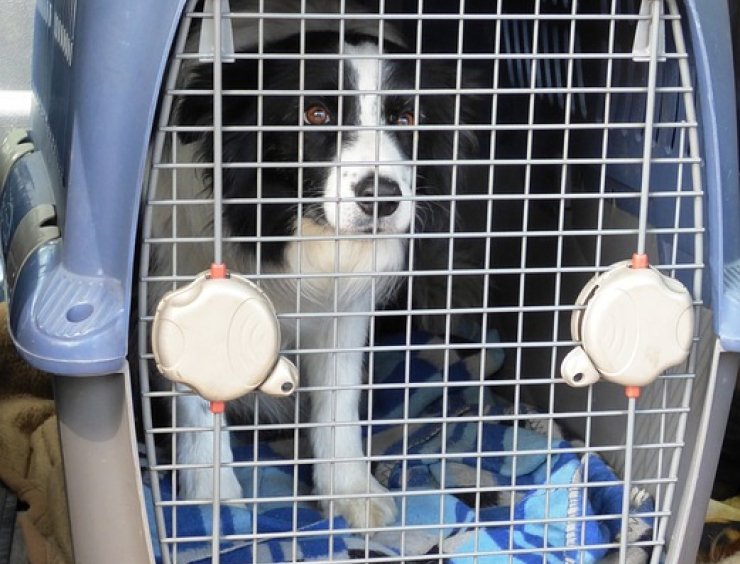 cane in trasportino