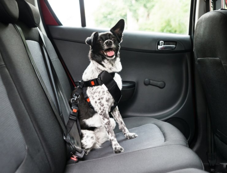 cane con cintura di sicurezza